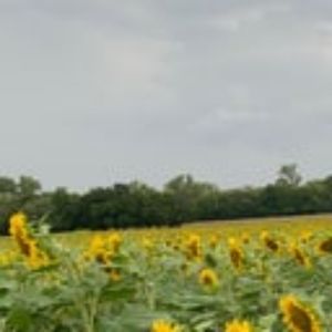 Meet your Posher, Elsa